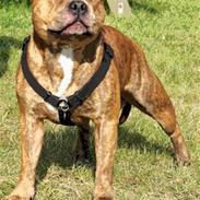 Staffordshire bull terrier Nemo (R.I.P)