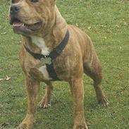 Staffordshire bull terrier Nemo (R.I.P)