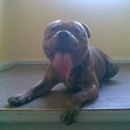 Staffordshire bull terrier Nemo (R.I.P)