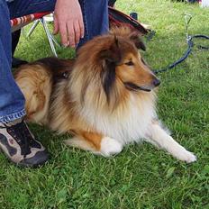 Shetland sheepdog Simba