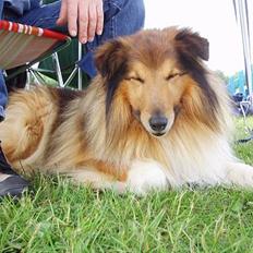 Shetland sheepdog Simba
