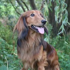 Gravhund Opalina's Stefano Gabbana