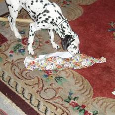 Dalmatiner Curias Uricha - Trunte r. I.p 2015