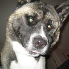 American Akita Hanzo