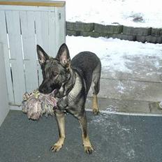 Schæferhund Afrah