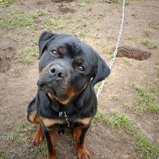 Rottweiler Asterix