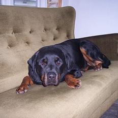 Rottweiler cita