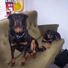 Rottweiler cita