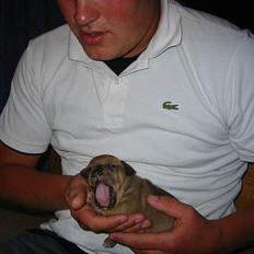 Staffordshire bull terrier Miclo