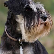 Dvaergschnauzer Kiki RIP 010611