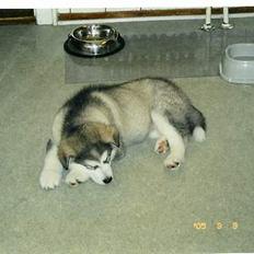 Alaskan malamute First Balto *himmelhund*