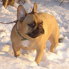 Fransk bulldog Dafne