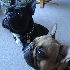 Fransk bulldog Dafne