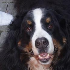 Berner sennenhund Hannibal