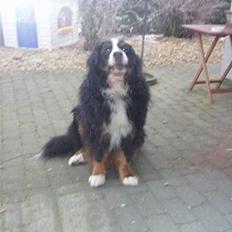 Berner sennenhund Hannibal