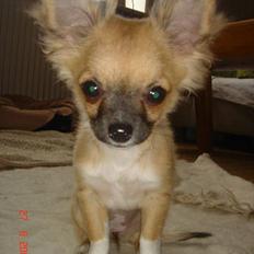 Chihuahua Kiwi