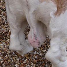 Basset hound Valdemar