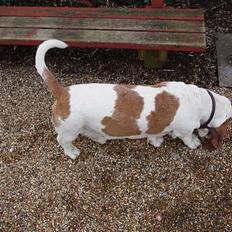 Basset hound Valdemar