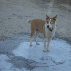 Blanding af racer Mille