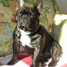 Fransk bulldog Gordon