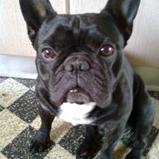 Fransk bulldog Gordon