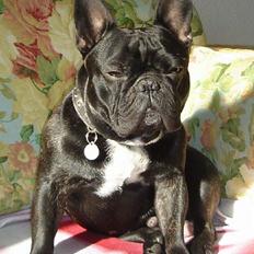 Fransk bulldog Gordon