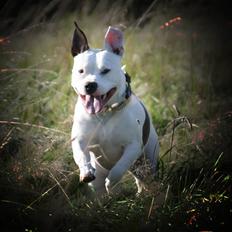 Amerikansk staffordshire terrier Kampdullen Baily