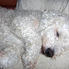 Bichon à poil frisé Oliver