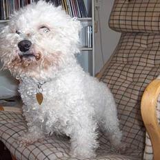 Bichon à poil frisé Oliver