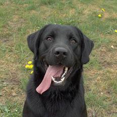 Blanding af racer Balou