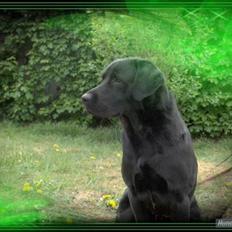 Blanding af racer Balou