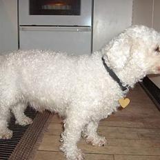 Bichon à poil frisé Oliver