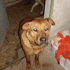 Blanding af racer Sascha - R.I.P