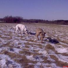 Blanding af racer bulli.. 