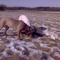 Blanding af racer bulli.. 