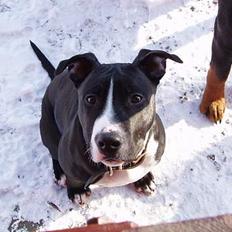 Amerikansk staffordshire terrier Oskar