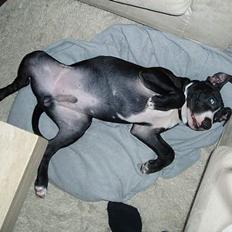 Amerikansk staffordshire terrier Oskar