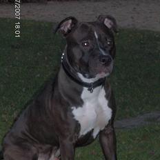 Amerikansk staffordshire terrier Cosmo