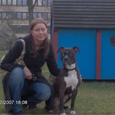 Amerikansk staffordshire terrier Cosmo