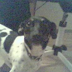 Blanding af racer Freja