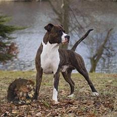 Amerikansk staffordshire terrier Cæcar