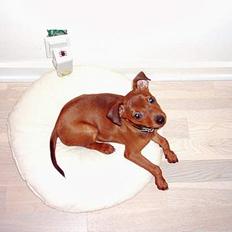 Blanding af racer Emmie