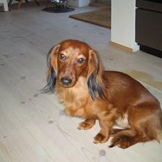 Dværggravhund Prins Charming