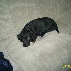 Labrador retriever Freja (Formel 1)