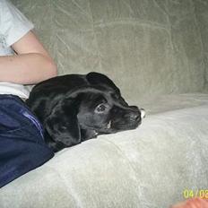 Labrador retriever Freja (Formel 1)