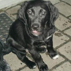 Labrador retriever Freja (Formel 1)