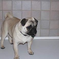 Mops Tubi ( TUGI NUGI )