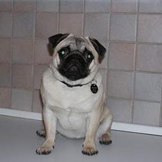 Mops Tubi ( TUGI NUGI )