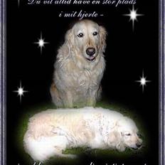 Golden retriever Sammy Joe #død 2005#