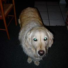 Golden retriever Sammy Joe #død 2005#